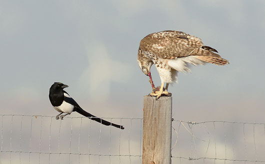 Magpie and Raptor